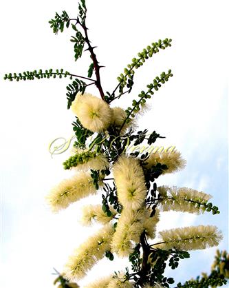  Branch bearing inflorescences
